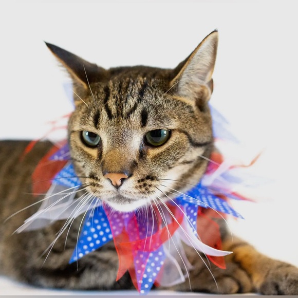 Patriotic Dots 4th of July Decorative Collar - Picture 4 of 7